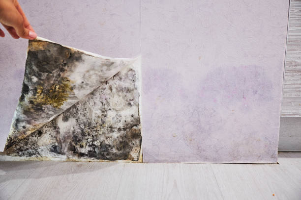 Best Black Mold Removal  in Atlanta, GA